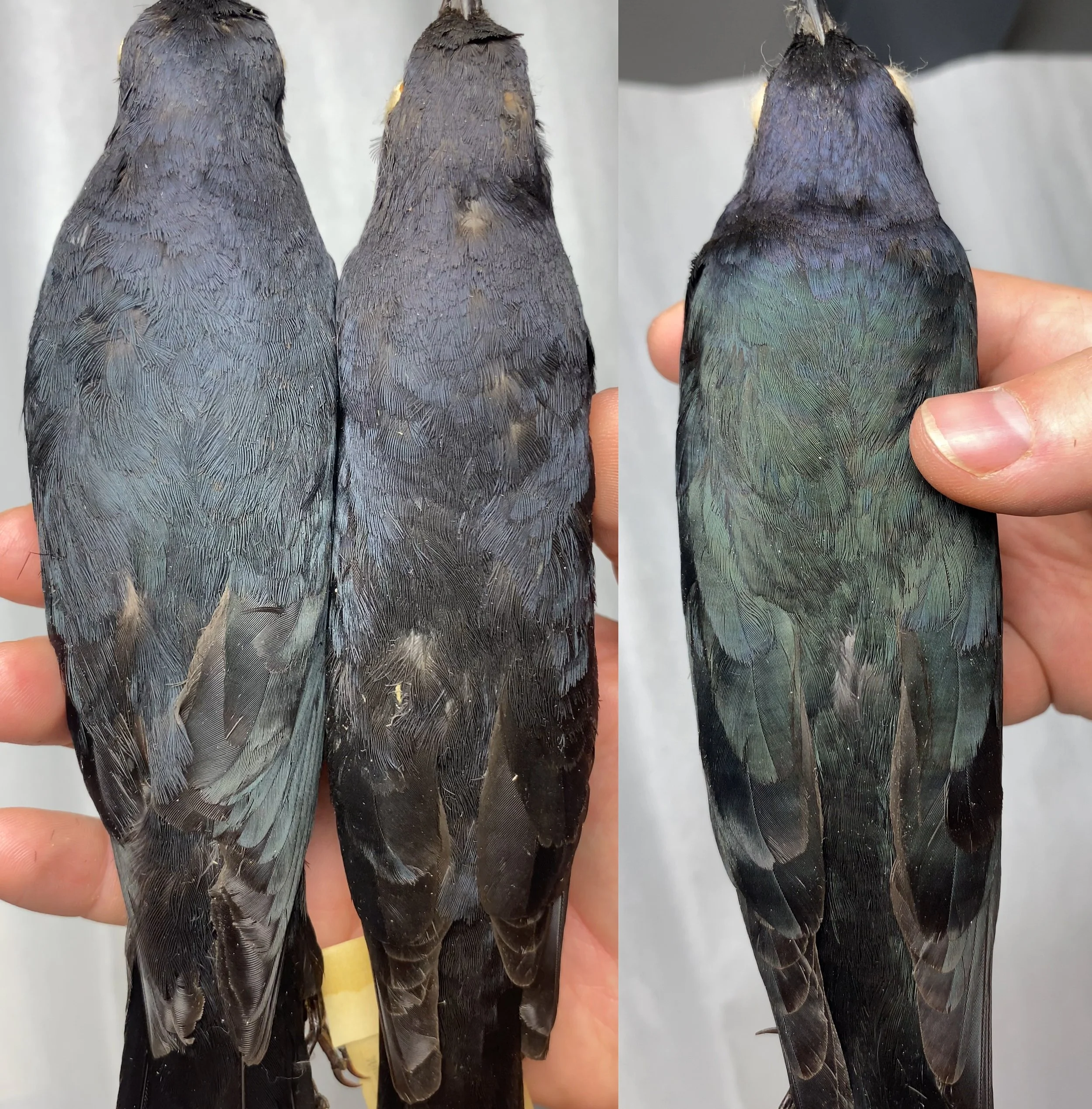 What About Male Rusty and Brewer's Blackbirds in the Spring
